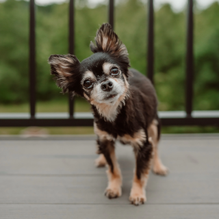 Gus_1